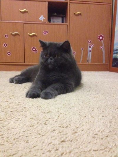 Лот: 6974341. Фото: 1. Вязка. Кошки, котята