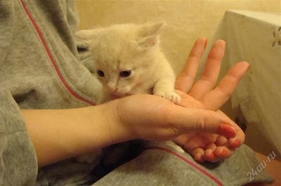 Лот: 2323360. Фото: 1. Отдам котенка - персиковый мальчик. Кошки, котята