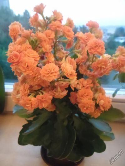Лот: 8222366. Фото: 1. каланхоэ оранжевый. Горшечные растения и комнатные цветы
