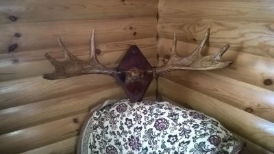 Лот: 12080923. Фото: 1. Рога лося. Чучела животных, рога, шкуры
