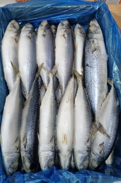 Лот: 20764481. Фото: 1. Скумбрия с/м н/р. Икра, рыба, морепродукты