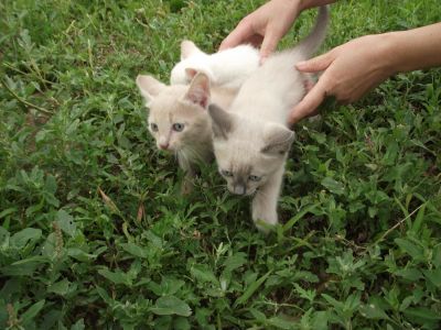 Лот: 9995560. Фото: 1. Котята. Кошки, котята