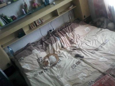 Лот: 2074143. Фото: 1. срочно большая двухспальная кровать. Кровати