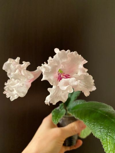 Лот: 18806363. Фото: 1. Стрептокарпус DS-Нежно-розовый... Горшечные растения и комнатные цветы