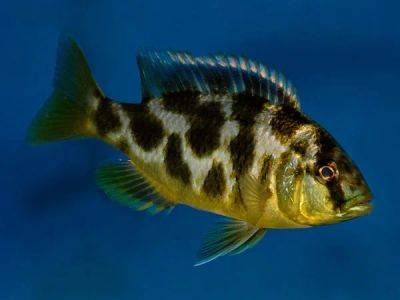 Лот: 16202572. Фото: 1. Леопард золотой (Nimbochromis... Рыбки