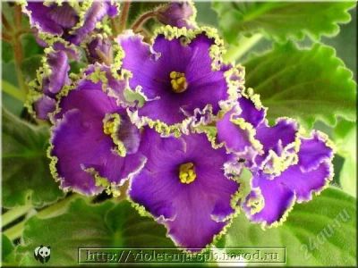 Лот: 1201686. Фото: 1. лист фиалки Emerald Lace лист. Горшечные растения и комнатные цветы