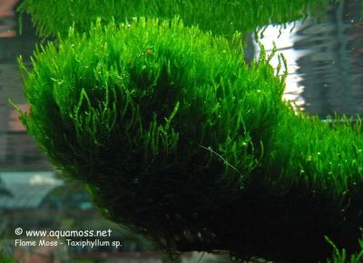 Лот: 3618558. Фото: 1. Flame moss, Мох флэйм (пламя). Водные растения