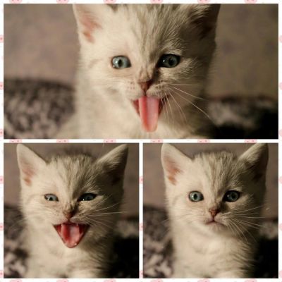 Лот: 4851220. Фото: 1. котенок британец окраса вискас. Кошки, котята