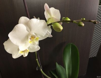 Лот: 15393458. Фото: 1. Орхидея фаленопсис. Горшечные растения и комнатные цветы