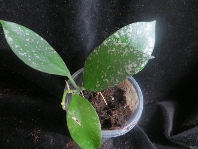 Лот: 13595386. Фото: 1. Хойя Hoya sp. (EPC-958, Borneo... Горшечные растения и комнатные цветы