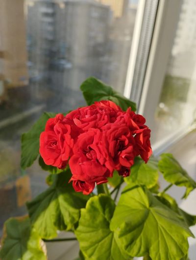 Лот: 20182834. Фото: 1. Цветок Пеларгония герань розебудная... Горшечные растения и комнатные цветы