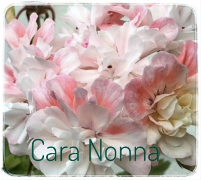 Лот: 19533612. Фото: 1. Пеларгония Cara Nonna. Горшечные растения и комнатные цветы