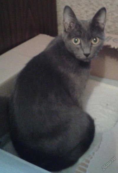 Лот: 5634970. Фото: 1. Кошка породы "русская голубая". Кошки, котята