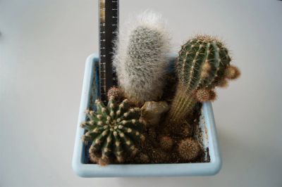 Лот: 3117737. Фото: 1. Кактусы - Коллекция - Mammillaria... Горшечные растения и комнатные цветы