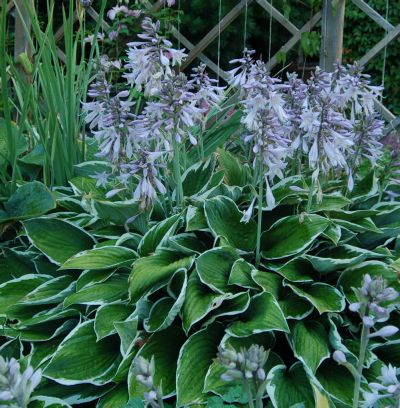 Лот: 4150701. Фото: 1. хоста 'Фрэнси' (Hosta 'Francee... Садовые цветы