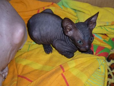 Лот: 3947418. Фото: 1. Котята Донского сфинкса. Кошки, котята