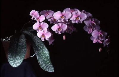 Лот: 8061580. Фото: 1. Орхидея фалинопсис (P.schilleriana... Горшечные растения и комнатные цветы
