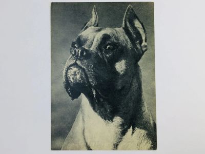 Лот: 23296550. Фото: 1. Боксер. Открытка. 1969. Открытки, конверты
