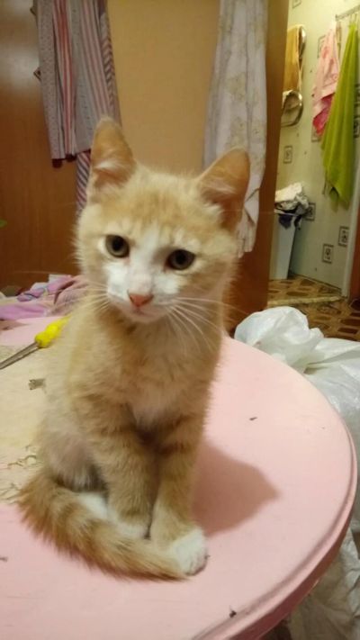 Лот: 9996788. Фото: 1. Котята. Кошки, котята