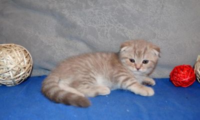 Лот: 7332754. Фото: 1. Вислоухий игривый котик). Кошки, котята