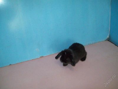 Лот: 2786008. Фото: 1. кролик декоративный вислоухий... Остальные животные