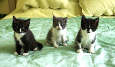 Лот: 2024013. Фото: 1. Котята Приучены к туалету. Кошки, котята