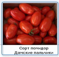 Лот: 5387533. Фото: 1. Рассада помидор Дамские пальчики. Другое (семена, рассада, садовые растения)