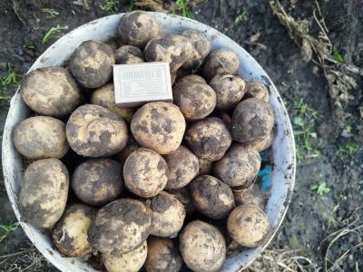 Лот: 25716195. Фото: 1. Картошка свежая. Картофель