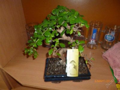 Лот: 2575677. Фото: 1. Бонсай Кармона. Горшечные растения и комнатные цветы