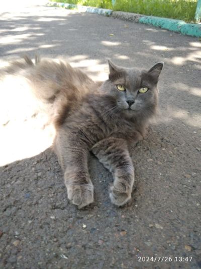 Лот: 23360409. Фото: 1. Кошка в добрые руки. Кошки, котята