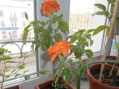 Лот: 2849781. Фото: 1. Кроссандра оранжевая. Взрослое... Горшечные растения и комнатные цветы