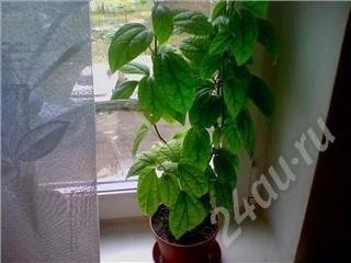 Лот: 597237. Фото: 1. Клеродендрум. Горшечные растения и комнатные цветы