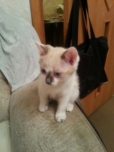 Лот: 6655154. Фото: 1. Кошечка сиамская 2 месяца. Кошки, котята