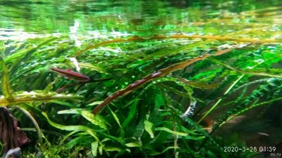Лот: 15755254. Фото: 1. Криптокорина Тонкиненсис (Cryptocoryne... Водные растения