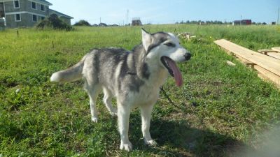 Лот: 14279778. Фото: 1. Хаски Девочка. Собаки, щенки