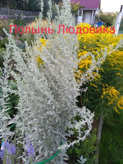 Лот: 18713282. Фото: 1. Полынь Людовика. Садовые цветы