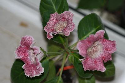 Лот: 3077504. Фото: 1. Глоксиния 35 (цветёт). Горшечные растения и комнатные цветы