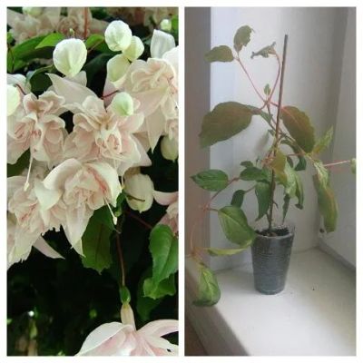 Лот: 11457101. Фото: 1. Фуксия Pink Marshmallow кустик. Горшечные растения и комнатные цветы