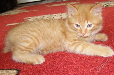Лот: 491394. Фото: 1. Котята ищут хозяев!. Остальные животные