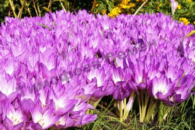 Лот: 11485032. Фото: 1. Безвременник "Colchicum" (Розовый... Садовые цветы