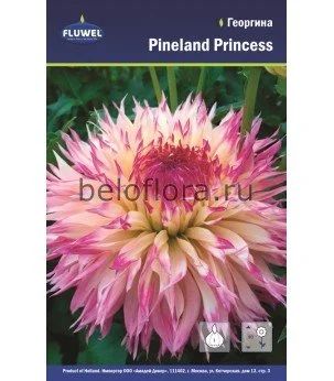 Лот: 15774303. Фото: 1. Георгина Pineland Princess, корень. Садовые цветы