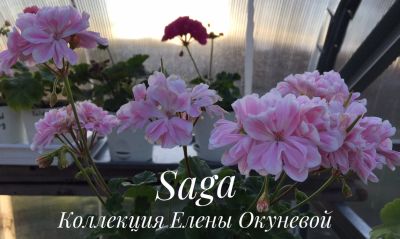 Лот: 12876620. Фото: 1. Пеларгония Saga. Горшечные растения и комнатные цветы