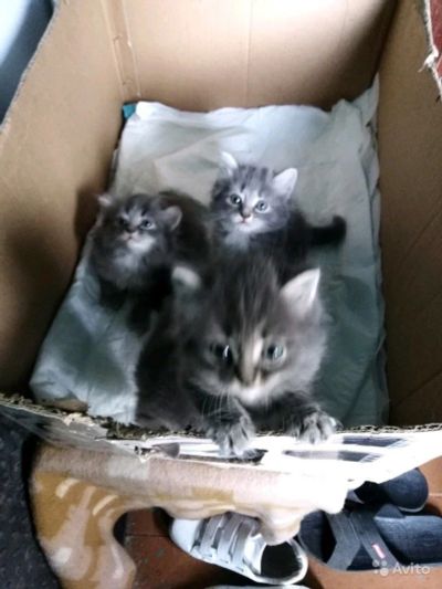Лот: 11586705. Фото: 1. котята. Кошки, котята