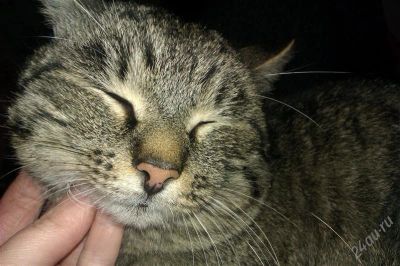 Лот: 1633502. Фото: 1. Котейко соскучился по свободе... Кошки, котята