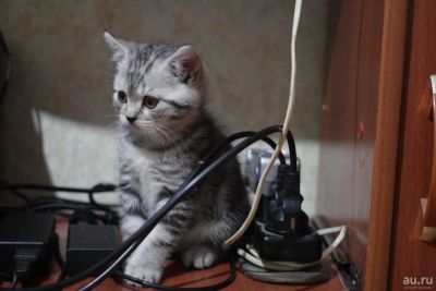 Лот: 8168888. Фото: 1. Котята британцы. Кошки, котята