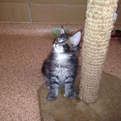 Лот: 3808795. Фото: 1. Кошечка мейн-кун. Кошки, котята