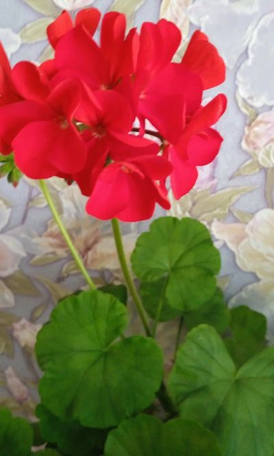 Лот: 18925238. Фото: 1. Пеларгония(герань) зональная красная... Горшечные растения и комнатные цветы