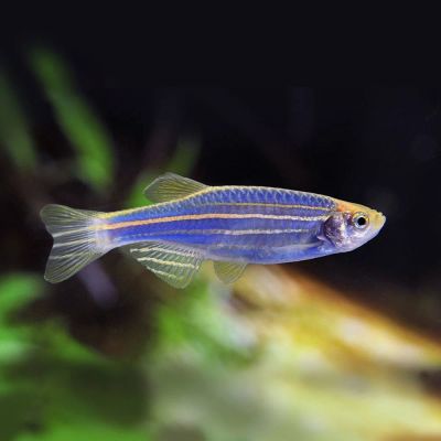 Лот: 16202832. Фото: 1. Данио рерио синий (Danio rerio... Рыбки