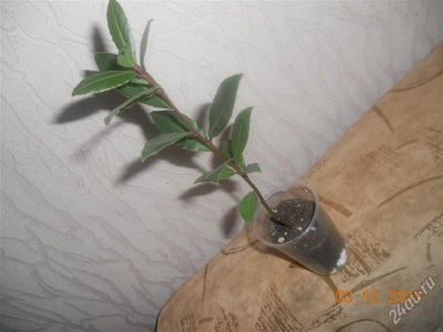 Лот: 1478584. Фото: 1. Лавр. Горшечные растения и комнатные цветы