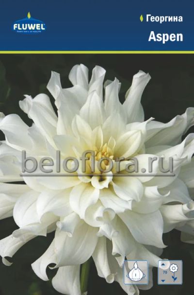 Лот: 7085678. Фото: 1. Георгина Аспен / Aspen, декоративная... Другое (семена, рассада, садовые растения)